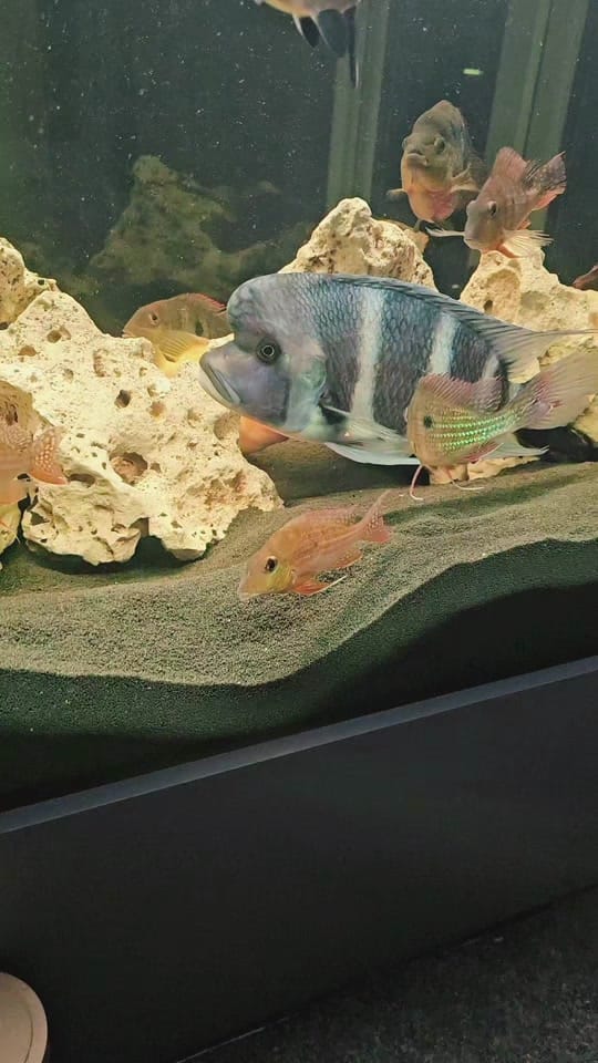 Post 6 by SWB Aquatics (Ste Blyth) on TikTok (video)