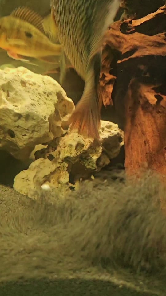 Post 7 by SWB Aquatics (Ste Blyth) on TikTok (video)