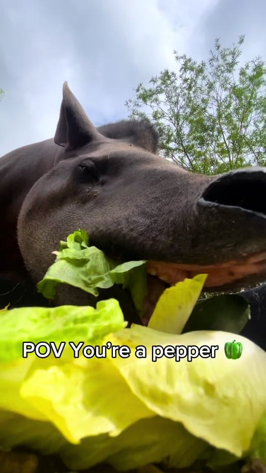 Post 4 by tippi on TikTok (video)