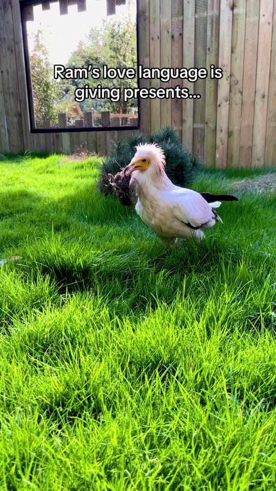 Post 7 by tippi on TikTok (video)