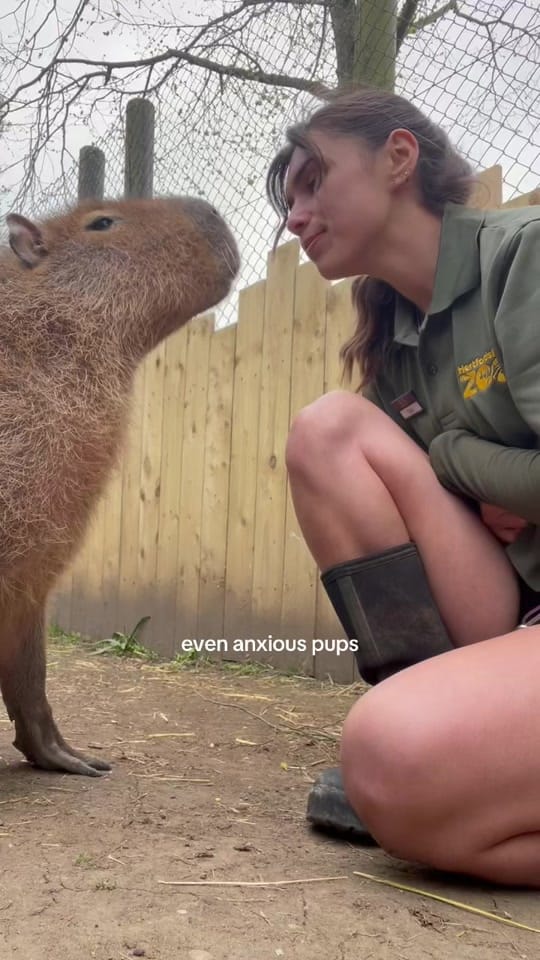 Post 6 by tippi on TikTok (video)