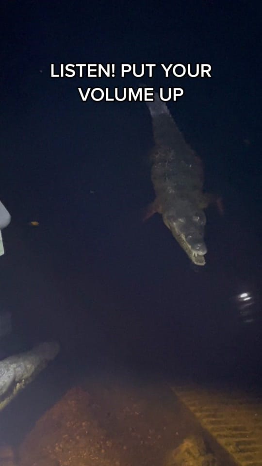 Post 8 by Arlene’s Exotics on TikTok (video)
