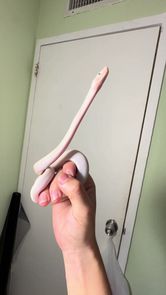 Post 6 by Arlene’s Exotics on TikTok (video)