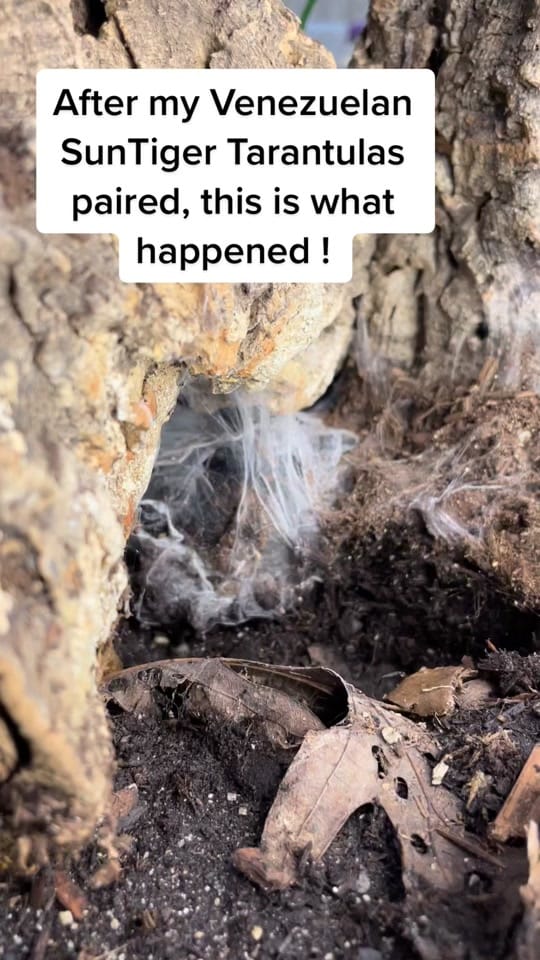 Post 10 by Arlene’s Exotics on TikTok (video)