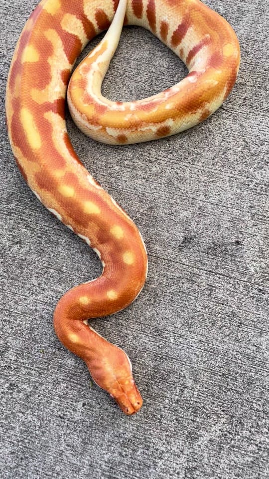Post 3 by Arlene’s Exotics on TikTok (video)