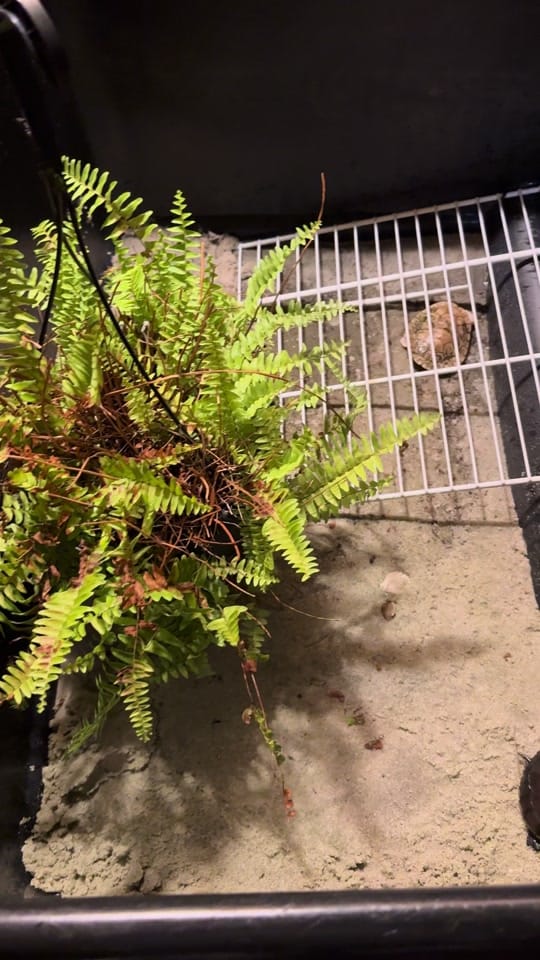 Post 7 by Arlene’s Exotics on TikTok (video)