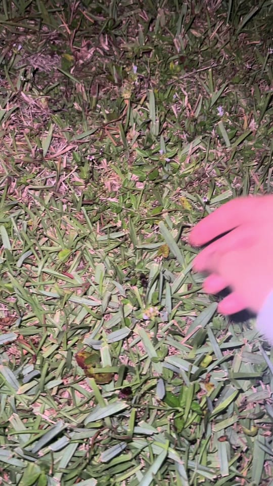 Post 5 by Arlene’s Exotics on TikTok (video)
