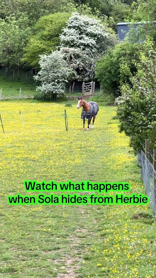 Post 3 by Brad.Sola.Equestrian on TikTok (video)