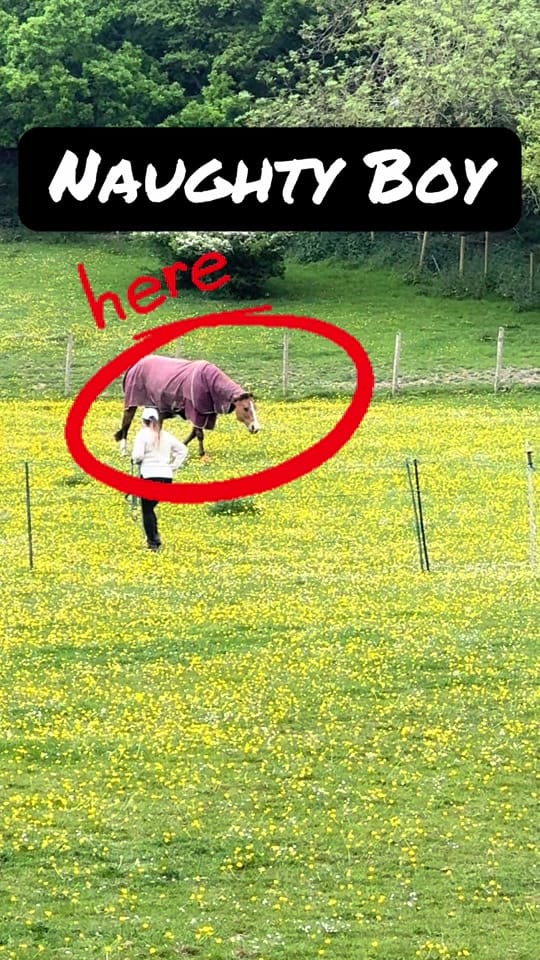 Post 6 by Brad.Sola.Equestrian on TikTok (video)