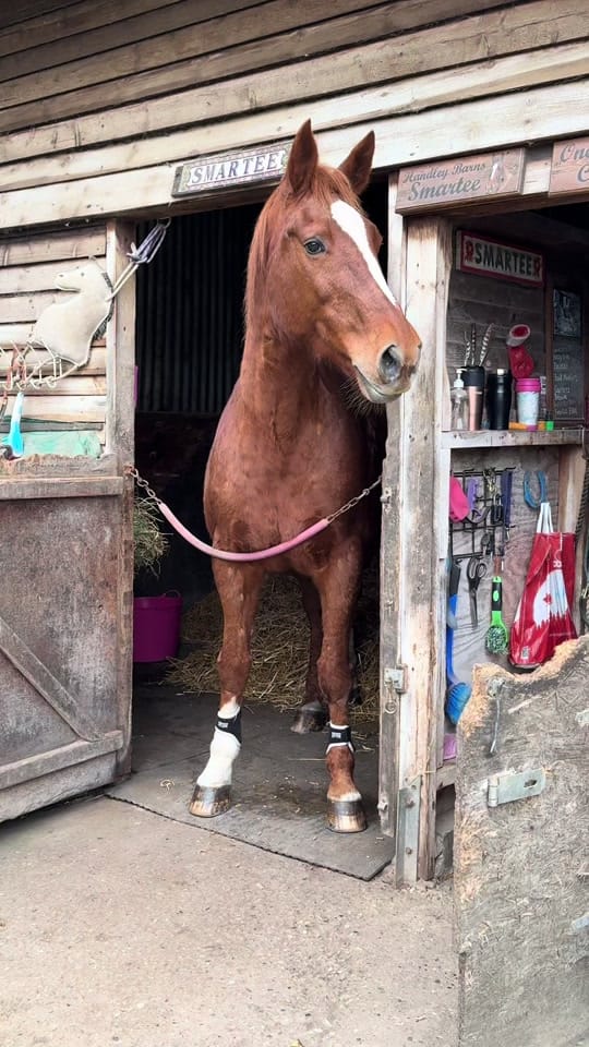 Post 9 by Brad.Sola.Equestrian on TikTok (video)