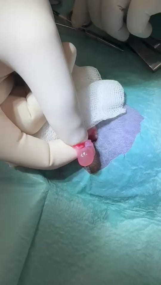 Post 8 by Tomasthevet on TikTok (video)