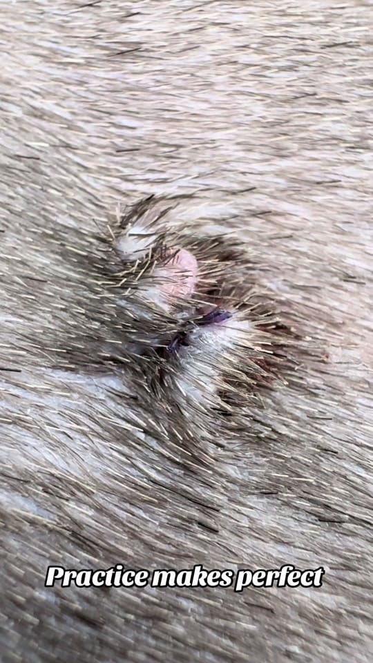 Post 4 by Tomasthevet on TikTok (video)