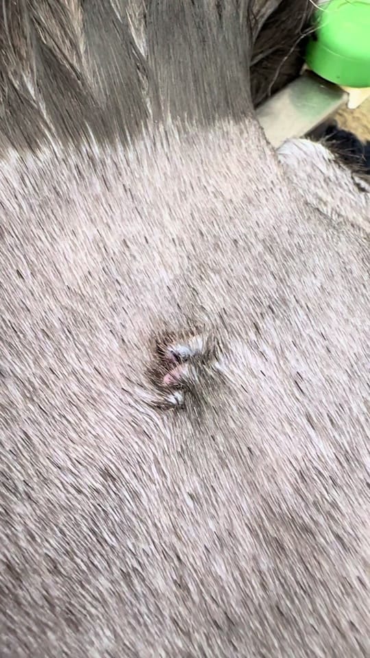 Post 5 by Tomasthevet on TikTok (video)