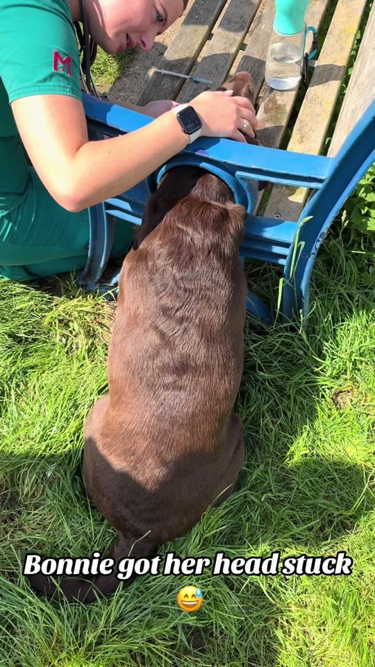 Post 10 by Tomasthevet on TikTok (video)