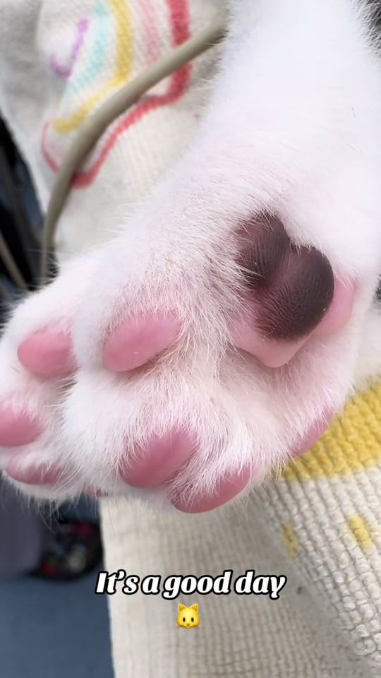 Post 2 by Tomasthevet on TikTok (video)