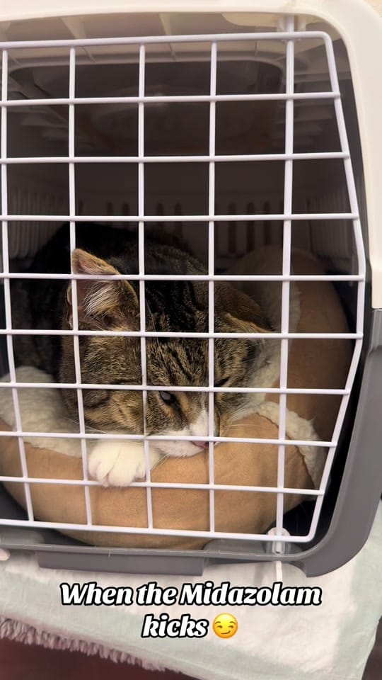 Post 7 by Tomasthevet on TikTok (video)