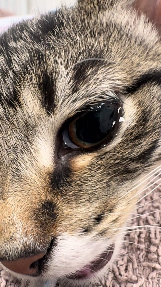 Post 3 by Tomasthevet on TikTok (video)