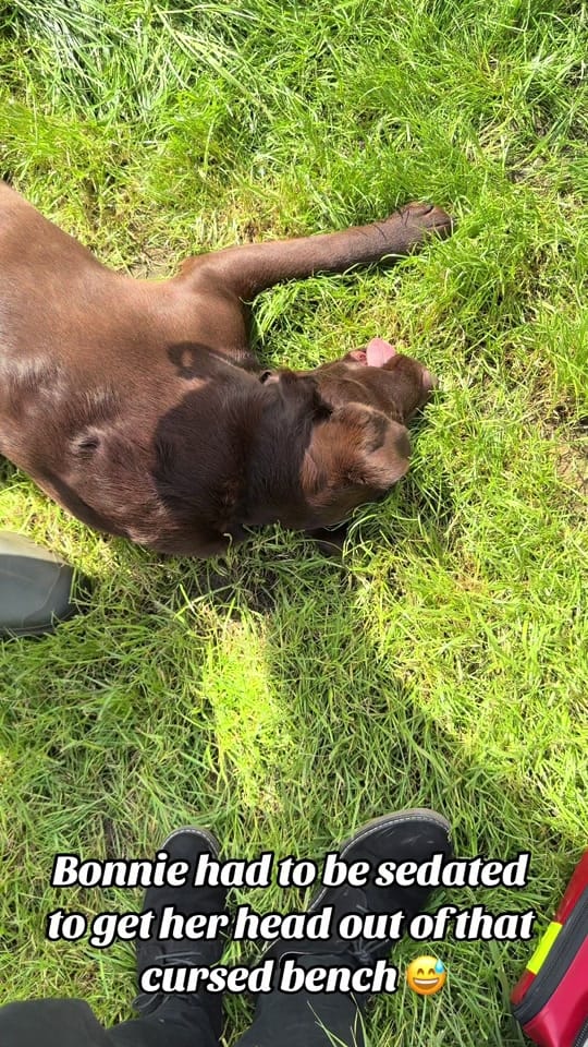 Post 9 by Tomasthevet on TikTok (video)
