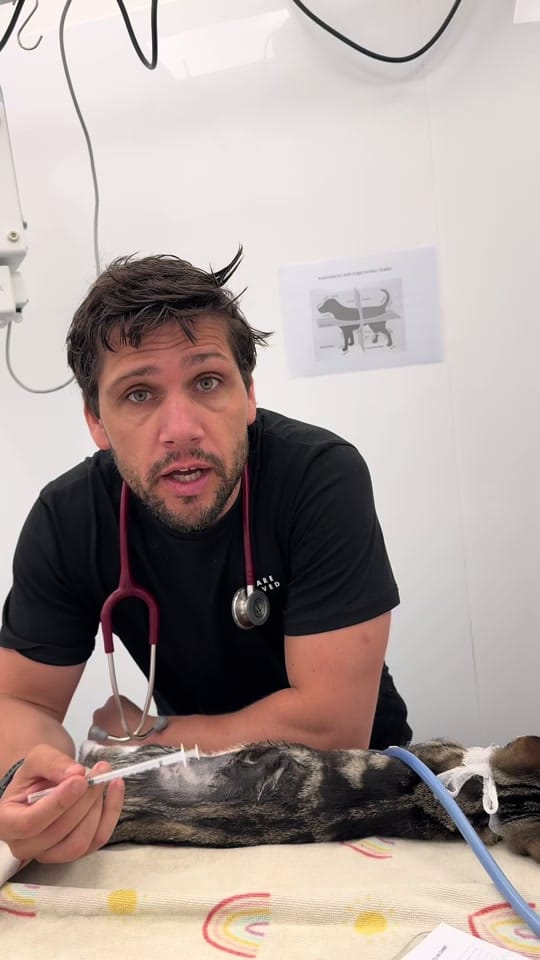 Post 1 by Tomasthevet on TikTok (video)