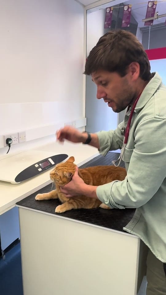 Post 6 by Tomasthevet on TikTok (video)