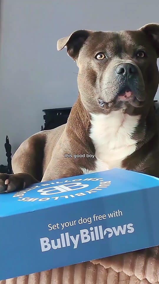 Post 4 by Papi & Olivia | UGC 🧸 on TikTok (video)