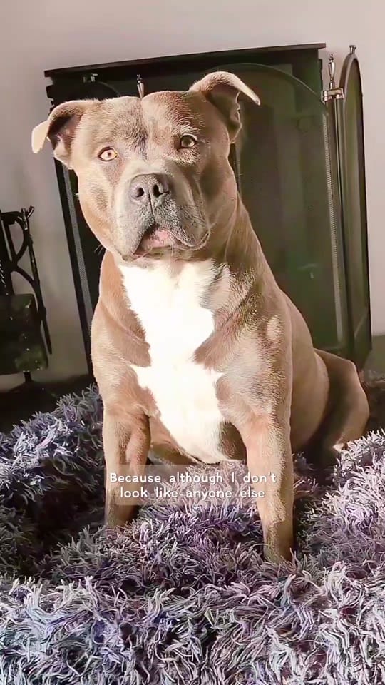 Post 9 by Papi & Olivia | UGC 🧸 on TikTok (video)