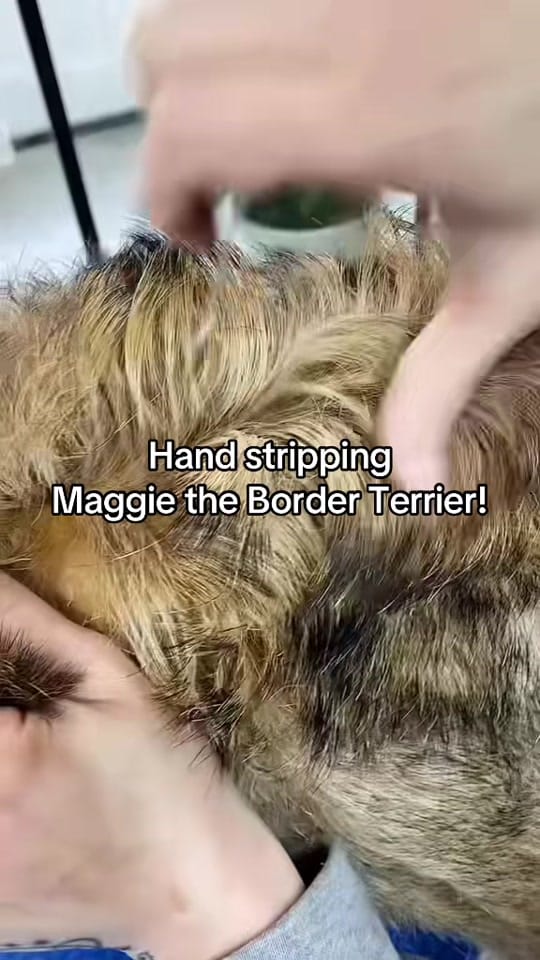 Post 9 by HackneyBarkers on TikTok (video)