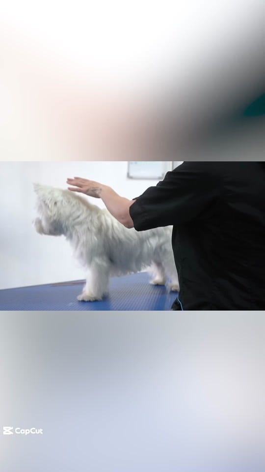 Post 3 by HackneyBarkers on TikTok (video)