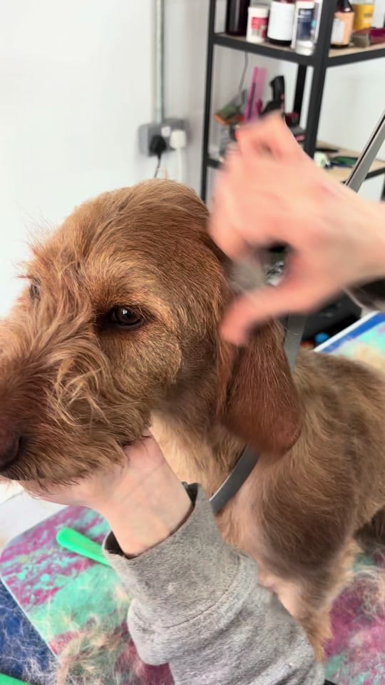 Post 7 by HackneyBarkers on TikTok (video)