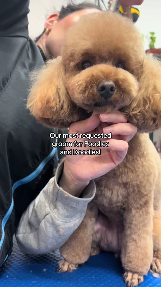 Post 6 by HackneyBarkers on TikTok (video)