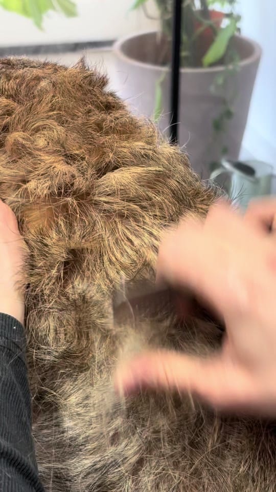 Post 8 by HackneyBarkers on TikTok (video)