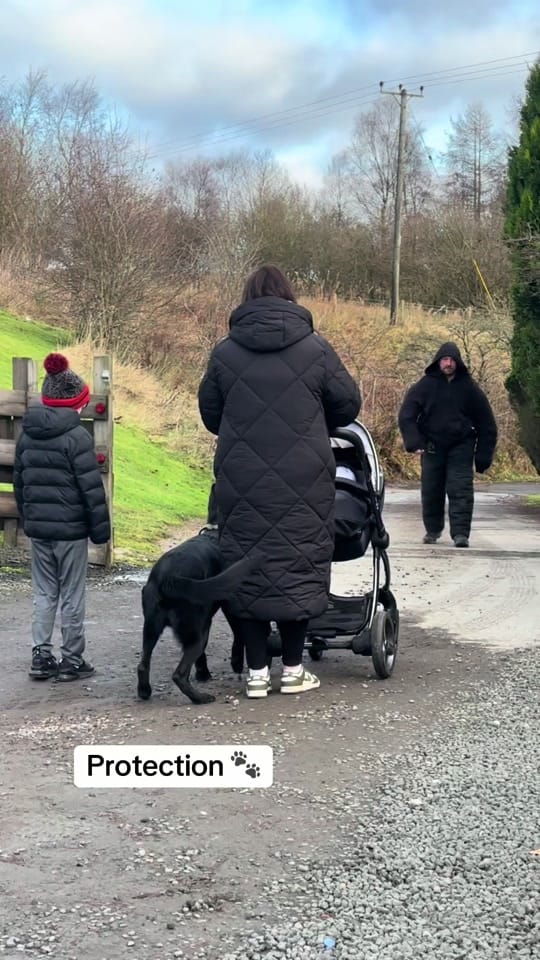 Post 9 by Protection K9 Scotland on TikTok (video)