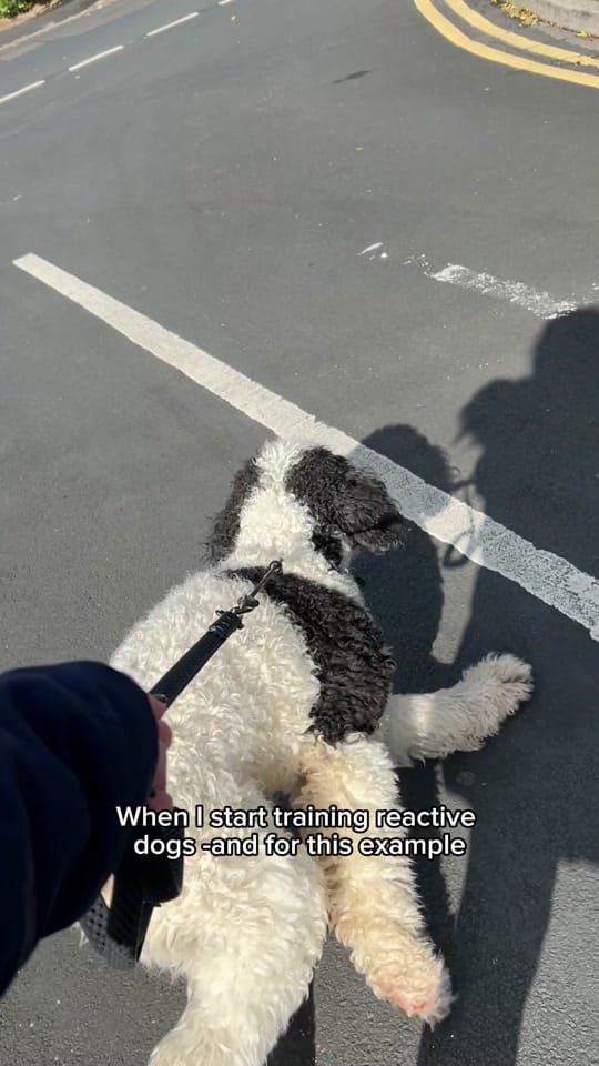 Post 9 by Dogs of Jupiter Dog Training on TikTok (video)