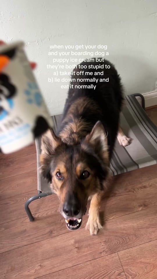 Post 2 by Dogs of Jupiter Dog Training on TikTok (video)