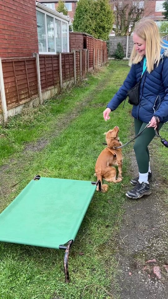 Post 8 by Dogs of Jupiter Dog Training on TikTok (video)