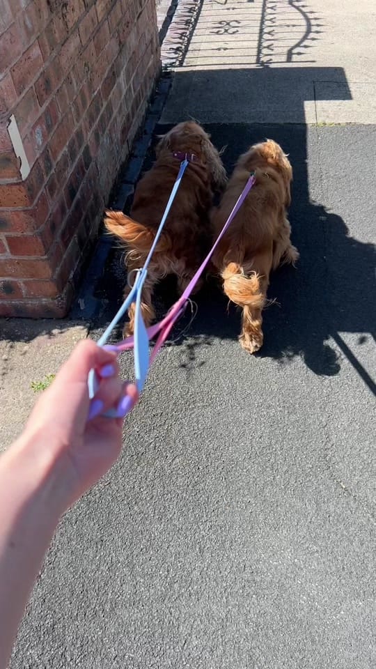 Post 10 by Dogs of Jupiter Dog Training on TikTok (video)