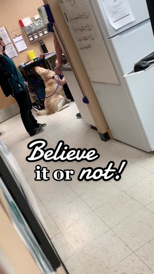 Post 8 by Cypress View Vet on TikTok (video)