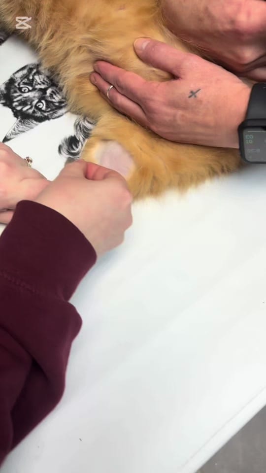 Post 1 by Cypress View Vet on TikTok (video)