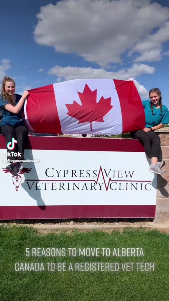 Post 10 by Cypress View Vet on TikTok (video)