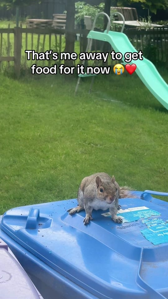 Post 4 by WNR Pet Services on TikTok (video)