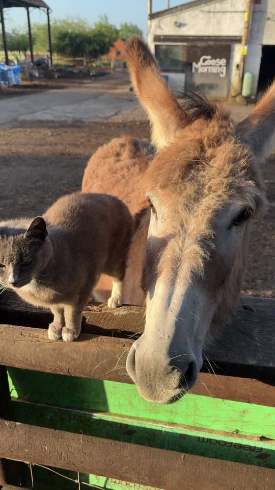 Post 1 by Caenhillcc rescue animals on TikTok (video)