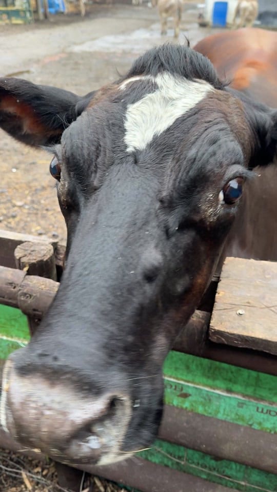 Post 8 by Caenhillcc rescue animals on TikTok (video)