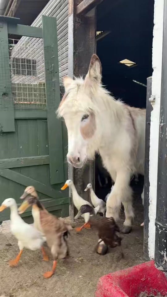 Post 2 by Caenhillcc rescue animals on TikTok (video)