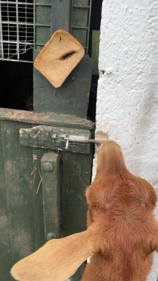 Post 6 by Caenhillcc rescue animals on TikTok (video)
