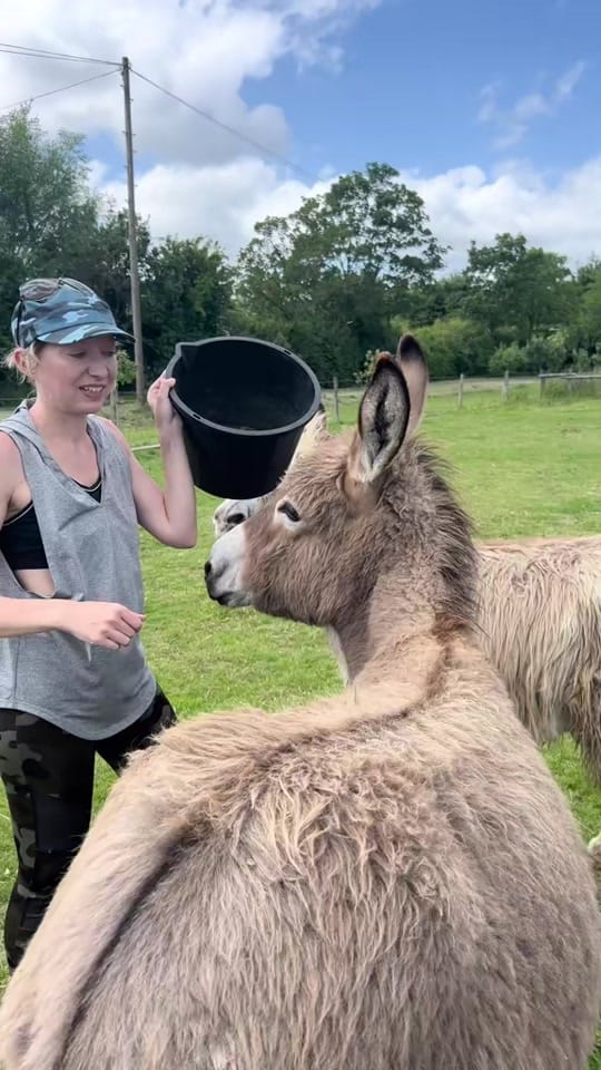 Post 7 by Caenhillcc rescue animals on TikTok (video)