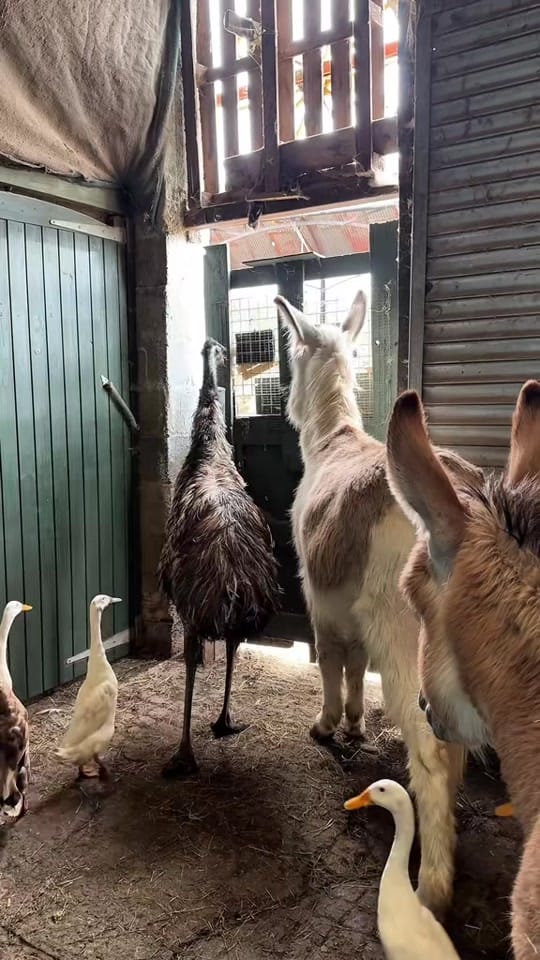 Post 9 by Caenhillcc rescue animals on TikTok (video)
