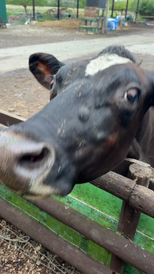 Post 10 by Caenhillcc rescue animals on TikTok (video)