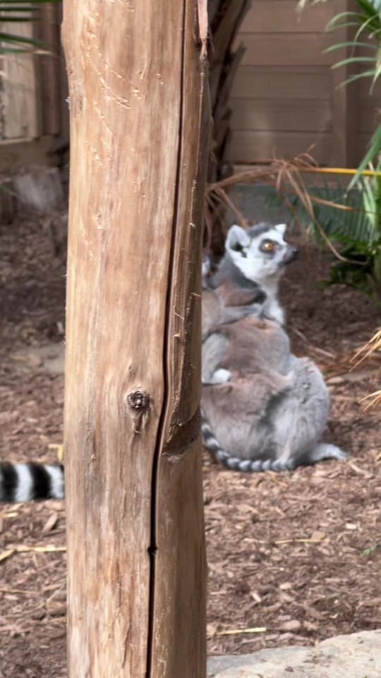 Post 8 by Miller zoo on TikTok (video)