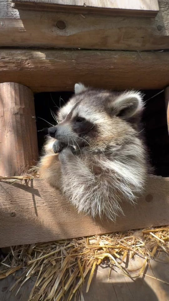 Post 10 by Miller zoo on TikTok (video)