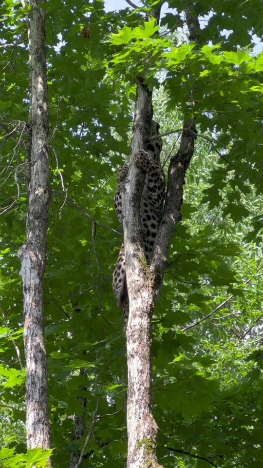 Post 2 by Miller zoo on TikTok (video)